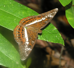 Lebadea martha martha