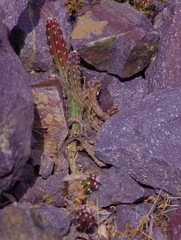 Austrocactus spiniflorus