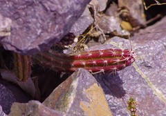 Austrocactus spiniflorus