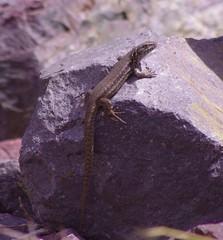 Liolaemus nigroviridis