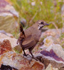 Pteroptochos megapodius