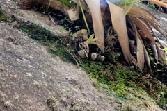 Aylostera muscula