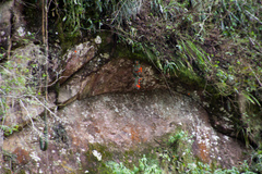 Aylostera muscula