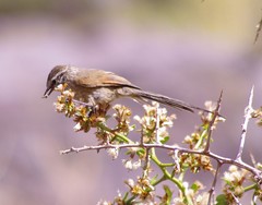 Leptasthenura aegithaloides