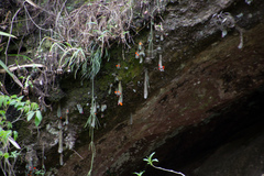Aylostera muscula
