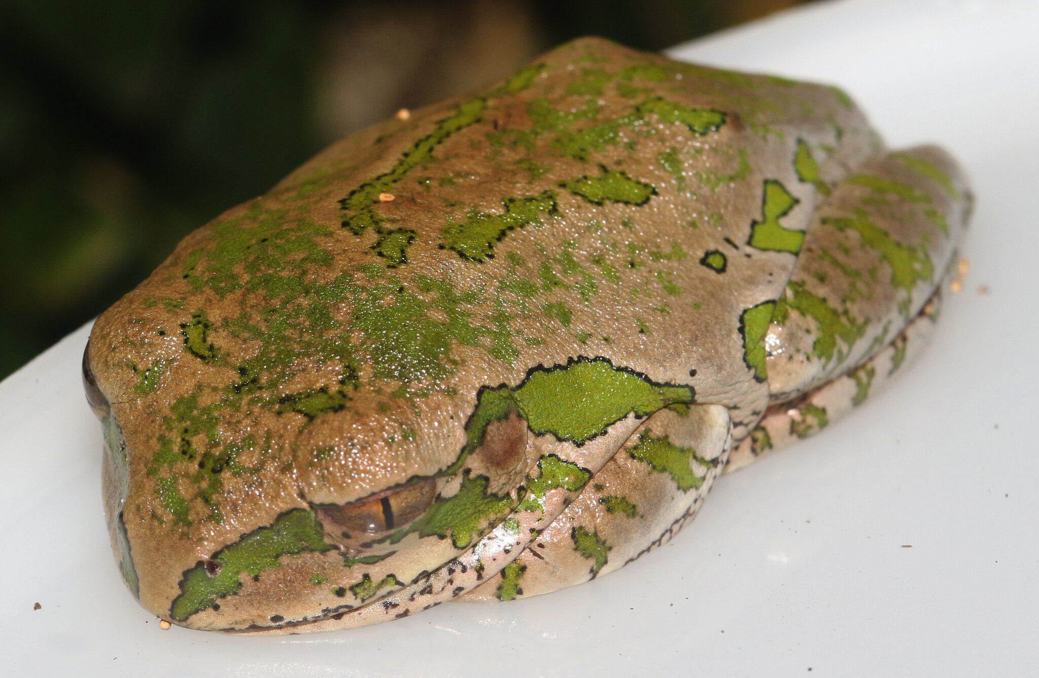 Leptopelis natalensis (Smith, 1849)