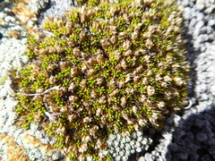 Colobanthus brevisepalus