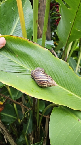 Lissachatina fulica
