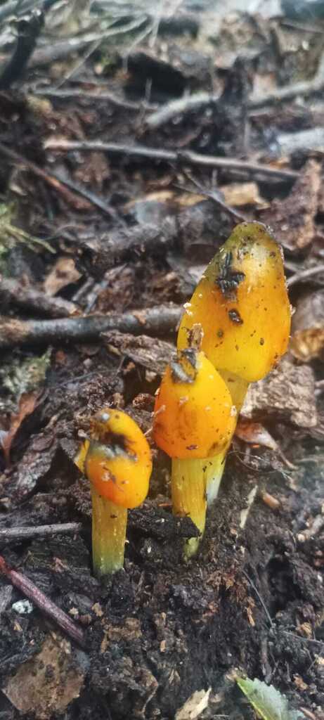 Hygrocybe conica · April 2026 · photo: © ricardo_bj (iNaturalist, cc0)