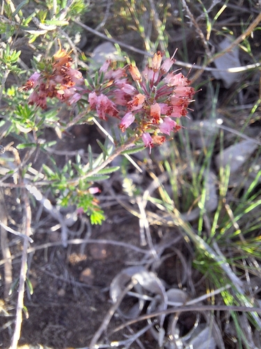 Erica nudiflora, photograph 5