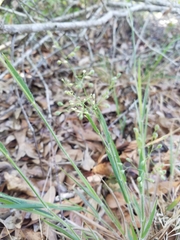 Dichanthelium consanguineum