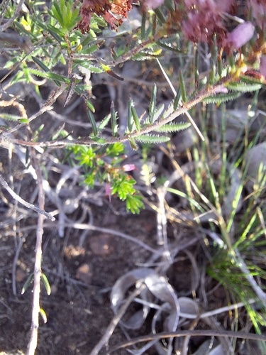 Erica nudiflora, photograph 6