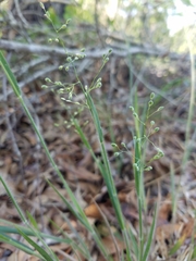 Dichanthelium consanguineum