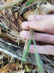 Dichanthelium consanguineum