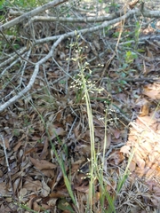 Dichanthelium consanguineum