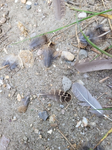 Common Quail (Coturnix coturnix), photo 7