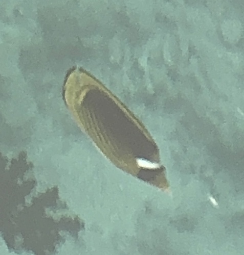 Chaetodon fasciatus