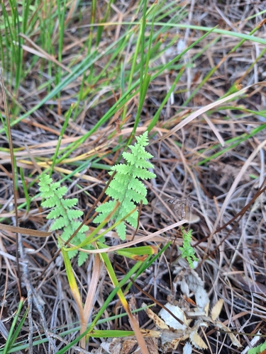 Thelypteris confluens, photograph 3