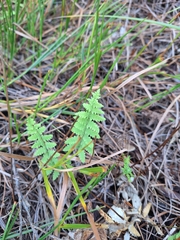 Thelypteris confluens, photograph (c) Adele SL, some rights reserved (CC BY)