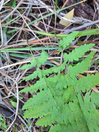 Thelypteris confluens, photograph 4