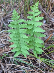 Thelypteris confluens, photograph (c) Adele SL, some rights reserved (CC BY)