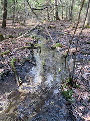 Cordulegaster erronea