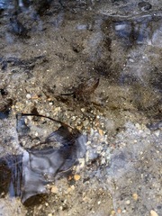 Cordulegaster erronea