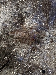 Cordulegaster erronea