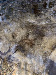 Cordulegaster erronea