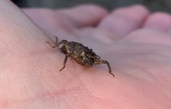 Cordulegaster erronea