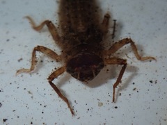 Cordulegaster erronea