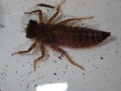 Cordulegaster erronea