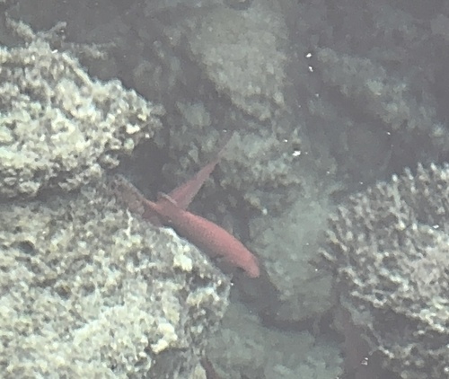 Myripristis murdjan