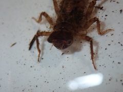 Cordulegaster erronea