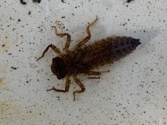 Cordulegaster erronea