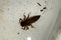 Cordulegaster erronea