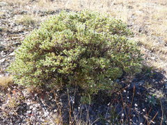 Pimelea aridula