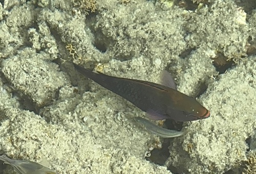 Scarus niger
