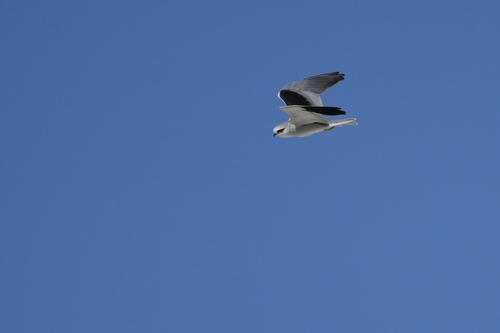 Black-winged Kite