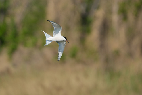 Common Tern