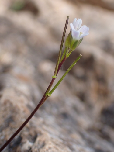 Rosy Cress