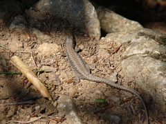 Green-Bellied Lizard photo 3