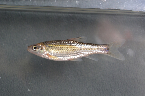 Streep-grondelkarper (Gnathopogon strigatus) — Cyprinidae
