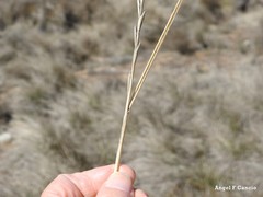 Elymus curvifolius