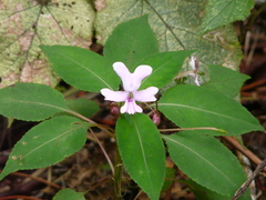 Impatiens kinabaluensis