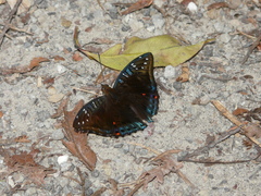 Euthalia whiteheadi