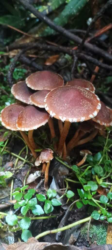 Hypholoma brunneum · April 2026 · photo: © ricardo_bj (iNaturalist, cc0)