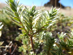 Pimelea aridula
