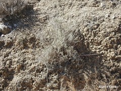 Gypsophila struthium