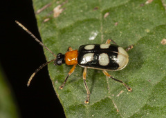 Diabrotica waltersi